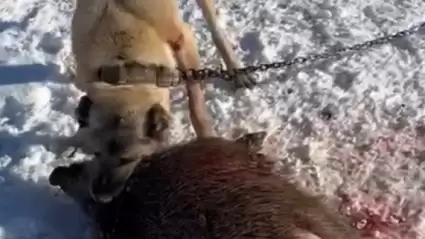 Sivas Kangal Köpeği, Yerli Sürek Avı İçin Hazır!