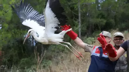 Hatay'da Yaralı Karaca ve Leylekler Doğaya Salındı