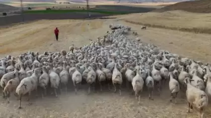 Sivas'ta Çoban Sıkıntısı Hayvancılığı Zorluyor: "Devletin Müdahalesi Şart"