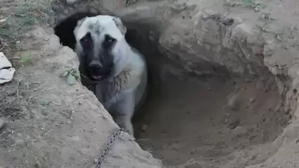 Kangallardan serinlemek için yaratıcı yöntem: 1 metrelik çukur kazıyorlar