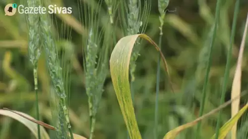 Sivas'ta Buğday Hasadında Beklenen Rekor Verim Artışı Heyecan Yarattı