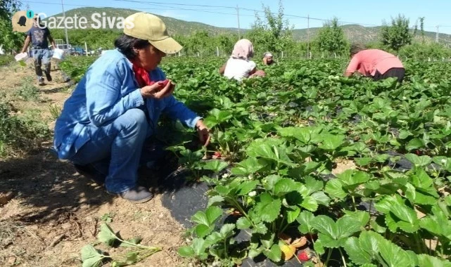 Sadece 5 dönüm arazide başlayan çiftçi, siparişlerin artmasıyla başa çıkamıyor