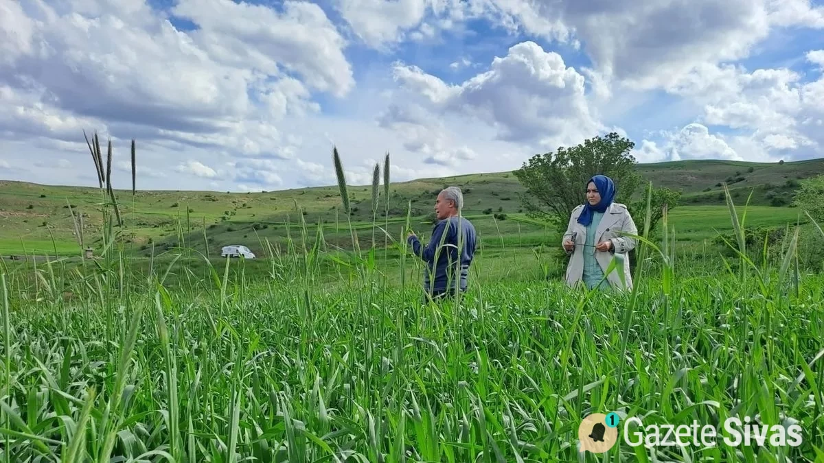 Sivas'ta Tarım Alanlarında Pas Hastalığı Endişesi Artıyor