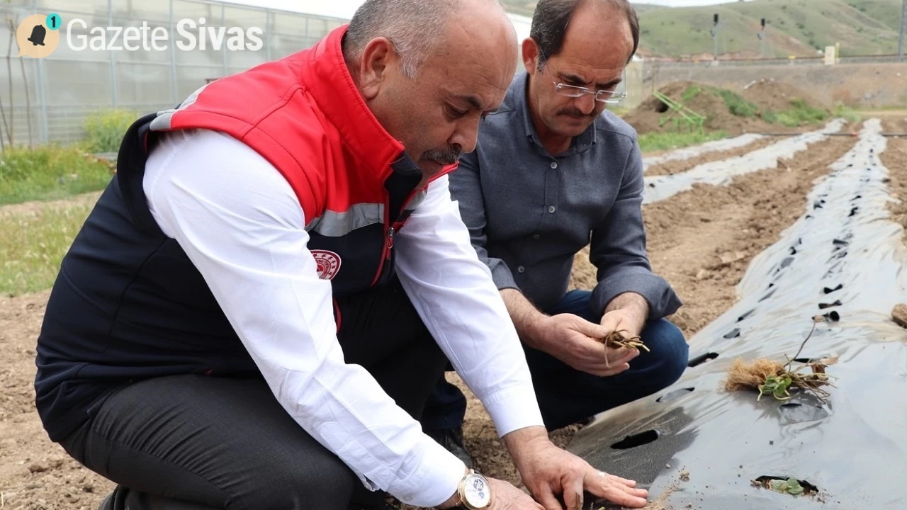 Sivas'ta Çilek Yetiştiriciliği Desteklenerek Üretim Kapasitesi Artırılacak