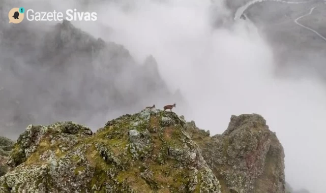 Görenleri hayran bırakan manzara: İnatçı dağ keçileri