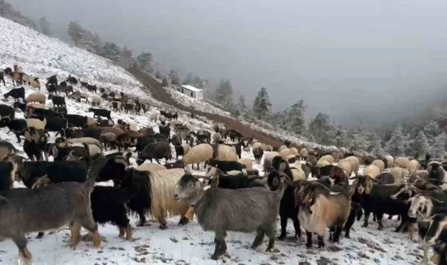 Giresun yaylalarında beklenmedik kar yağışı, çobanları zorlu bir dönüş yolculuğuna çıkardı