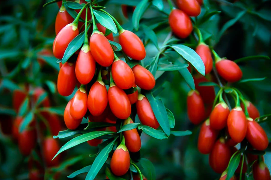 Erzincan'da Goji Berry Yetiştiriciliği Erzincan Yeni Bir Döneme Giriş Yaptı