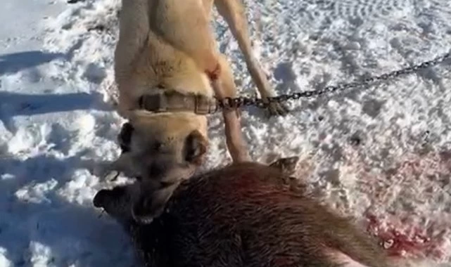 Sivas Kangal Köpeği, Yerli Sürek Avı İçin Hazır!