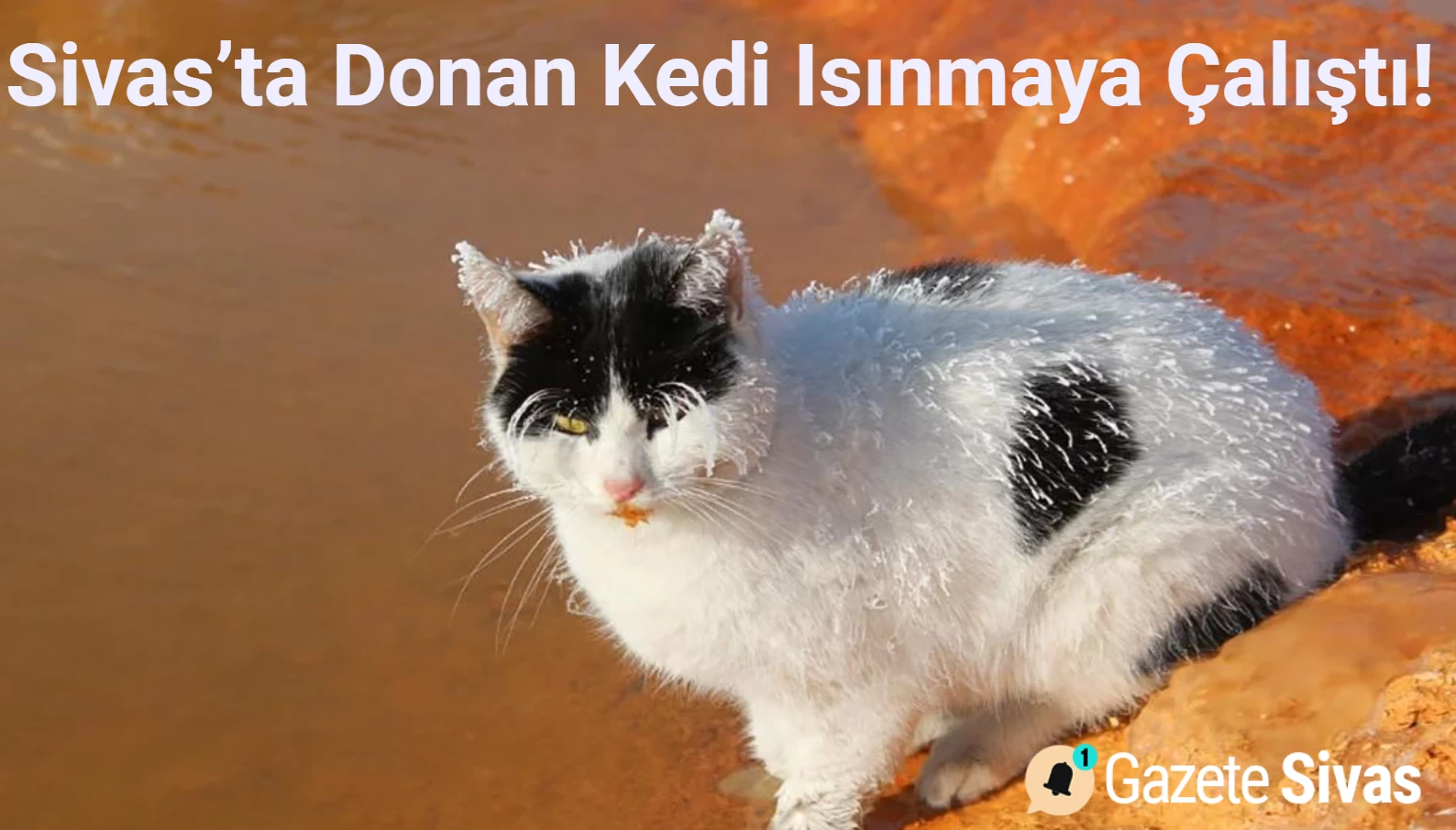 Sivas'ta Donmak Üzere Olan Kedi, Şanslı Bir Şekilde Isınacak Bir Yuva Buldu.