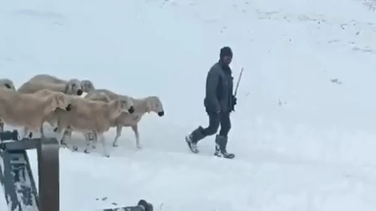 Sivas'ta Mahsur Kalan Çobanlar ve Koyunları Kar ve Tipiden Kurtarıldı!