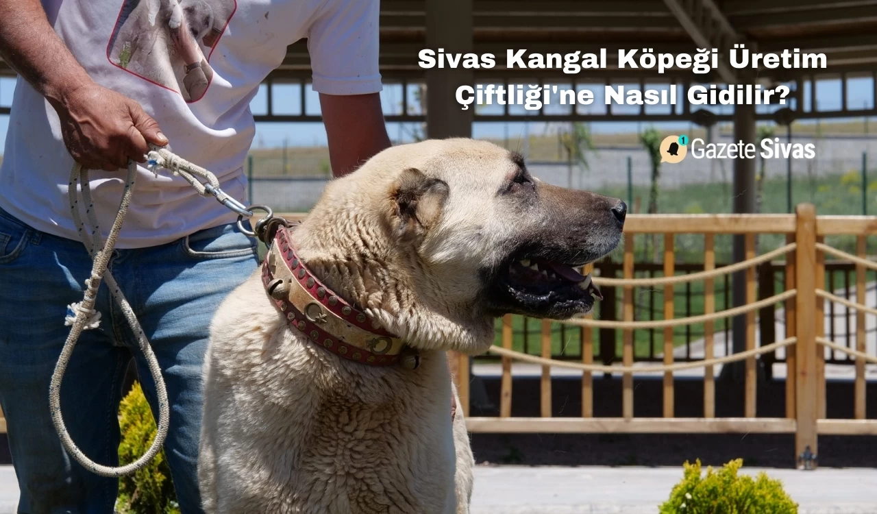 Sivas Kangal Köpeği Üretim Çiftliği'ne Nasıl Gidilir?