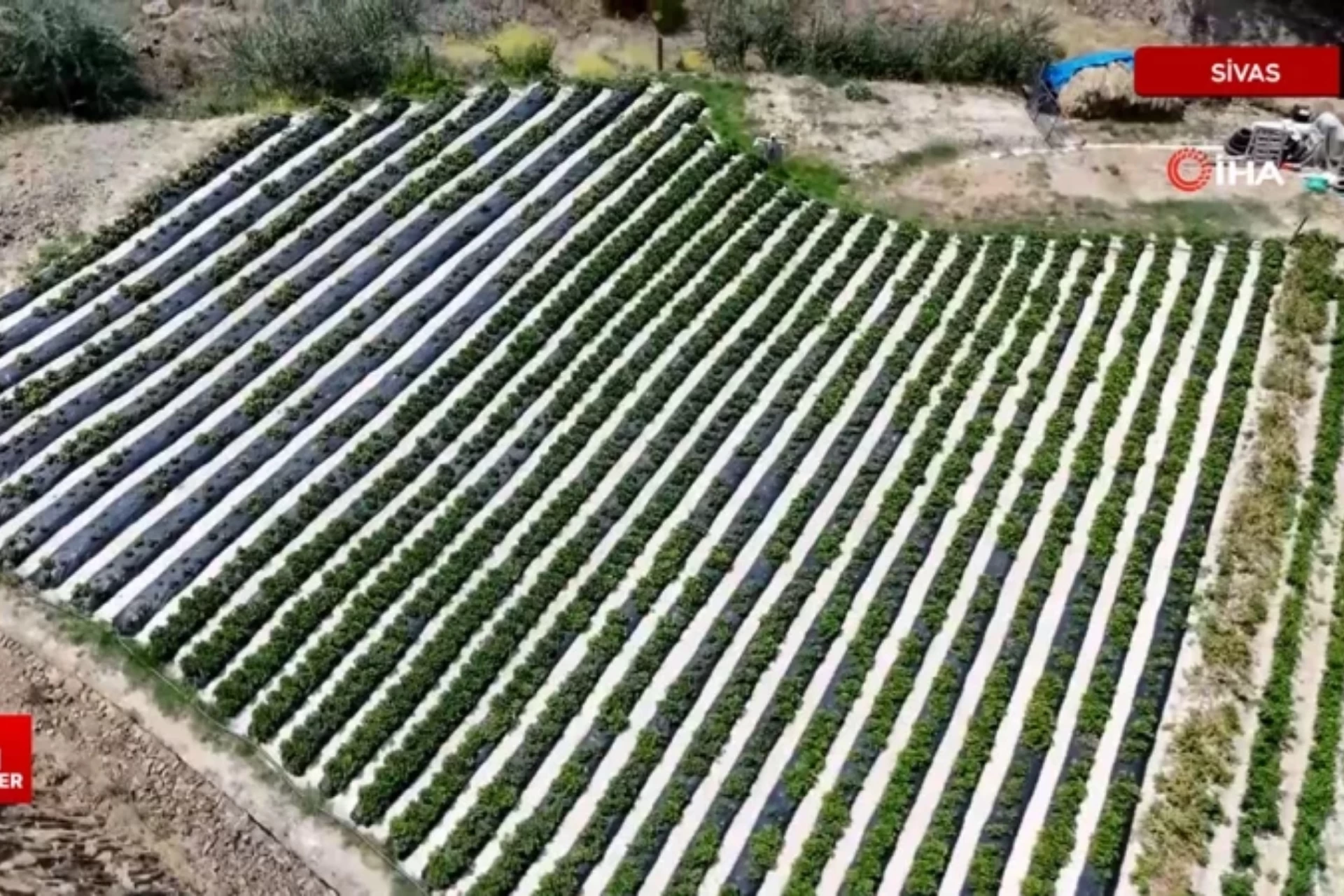 Sivaslı Çiftçi, Kızının Başlattığı Çilek Üretimi ile Örnek Oluyor