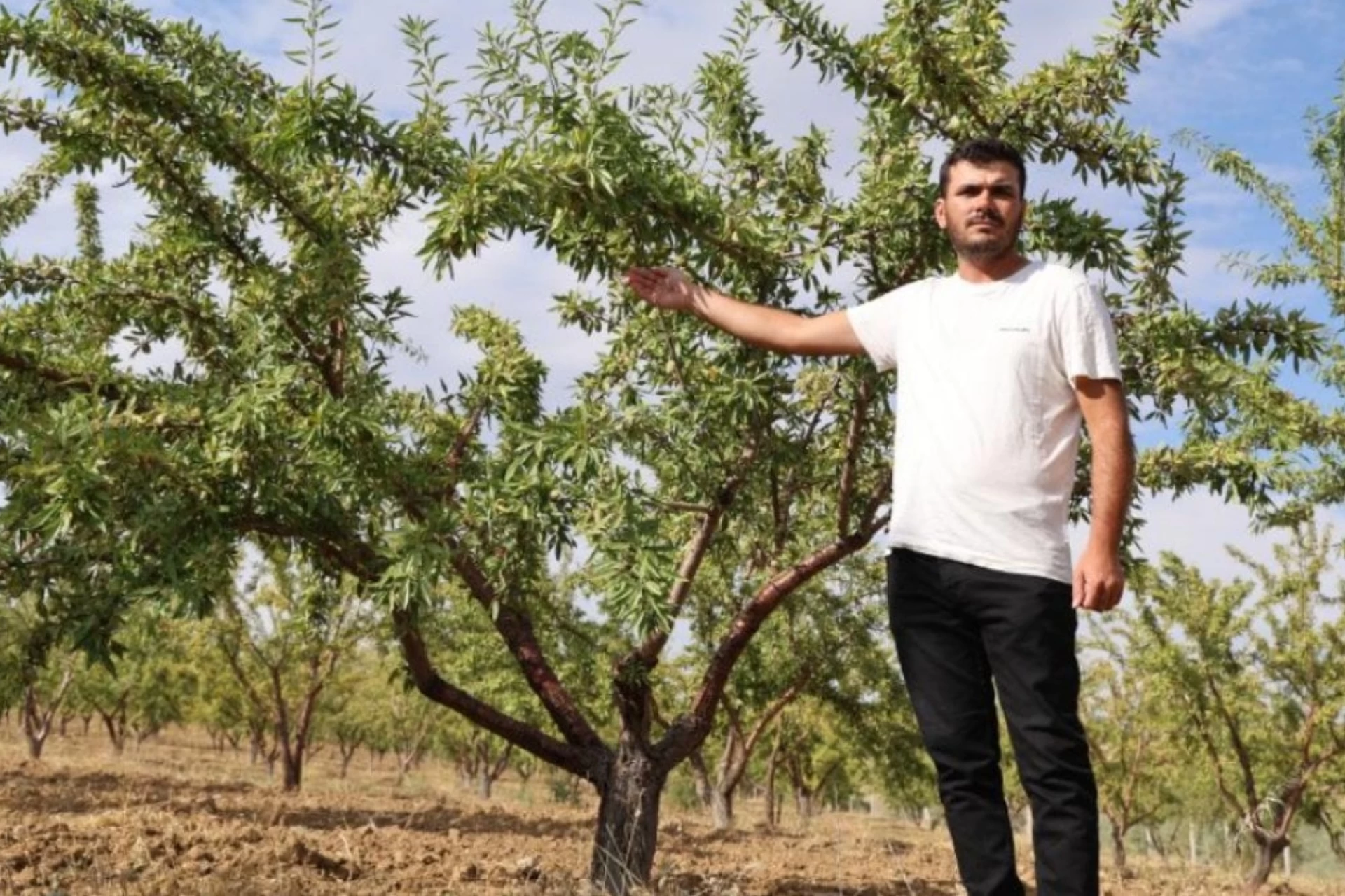 Badem Yetiştiriciliğinde Sivas’tan Büyük Başarı: 11 Yılın Emeği 10 Ton Ürün Hedefiyle Taçlanıyor